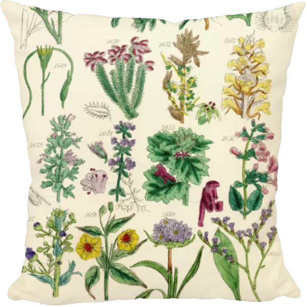 Page Of Colour Illustrations From British Wild Flowers After A Work By J. E. Sowerby And C. P. Johnson