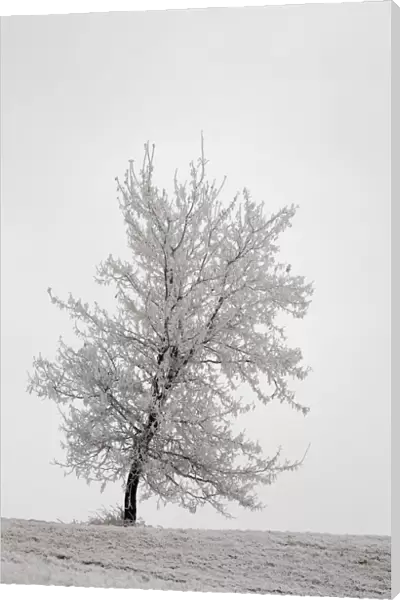 One frosted tree on a snow covered hillside on an overcast day; Calgary alberta canada