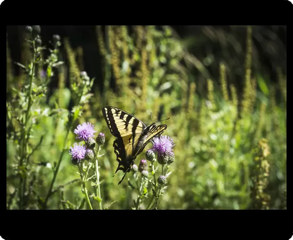 A Swallowtail Butterfly Visits Thistle Blossoms; Elsie, Oregon, United States Of America