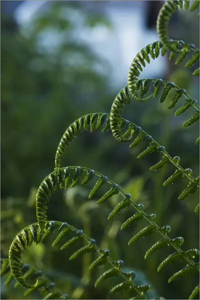 Lady Fern Grows In A Swampy Area; Astoria, Oregon, United States Of America