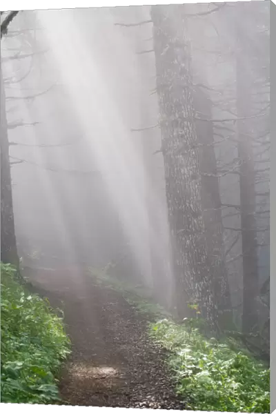Sunbeams Through The Foggy Forest Onto A Hiking Trail On Saddle Mountain; Elsie, Oregon, United States Of America