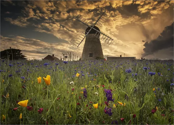 A Windmill At Sunset With Colourful Wildflowers In The Foreground; Whitburn, Tyne And Wear, England