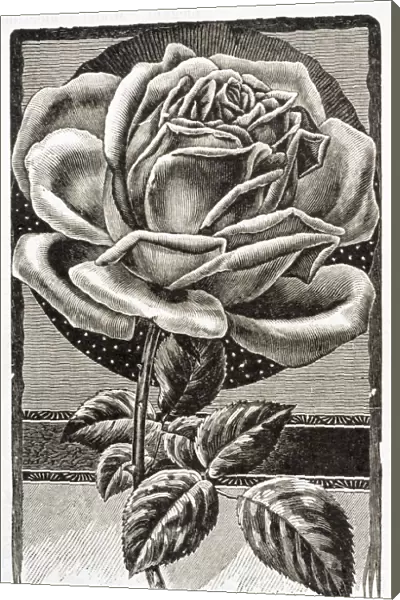 Historic Illustration Of Winter Gem Rose From 20th Century