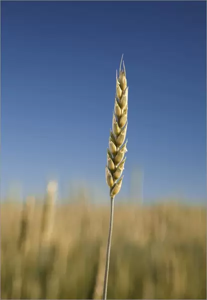 Close-Up Of Green Wheat Stalk, Alberta, Canada