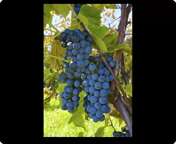 Grapes On A Vine; Sutton Junction, Quebec, Canada