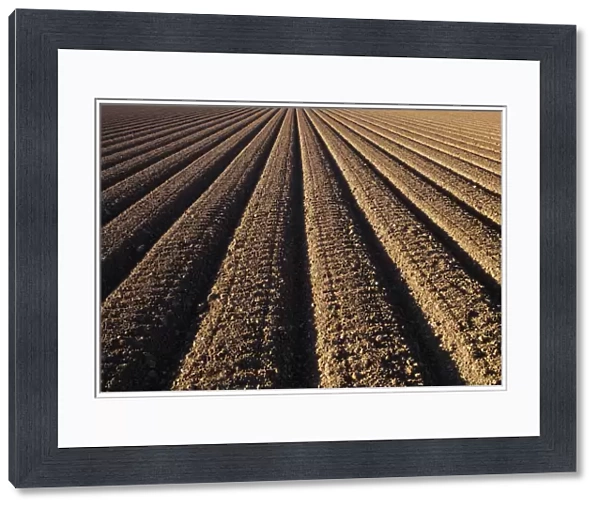 California, Field Of Plowed Soil Ready For Planting