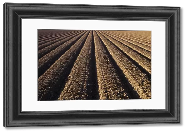 California, Field Of Plowed Soil Ready For Planting