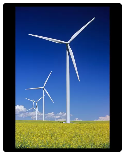Wind Turbines In Canola Field, Near St. Leon, Manitoba