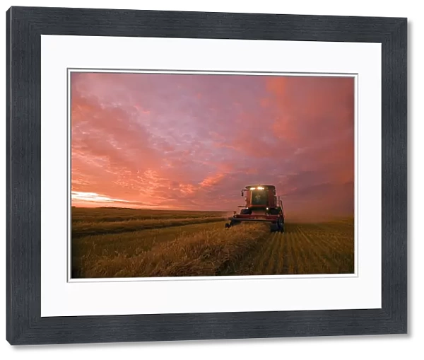 Farmer Harvesting Oat Crop With A Combine At Dusk, Near Dugald, Manitoba