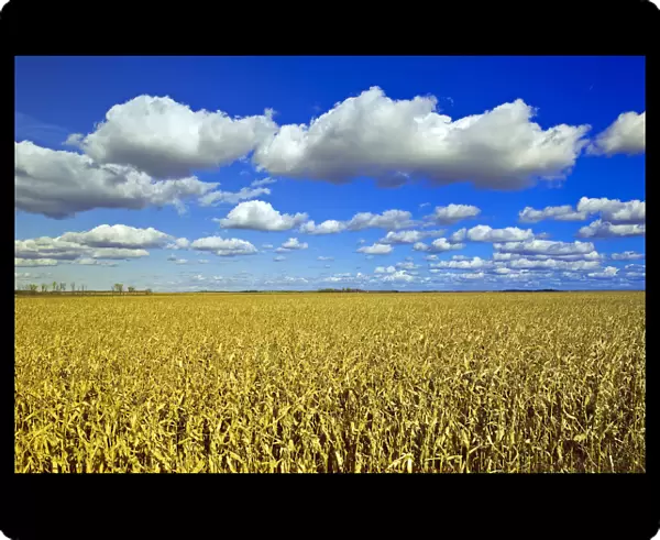 Field Of Feed  /  Grain Corn Stretches To The Horizon, A Sky Filled With Cumulus Clouds In The Background, Near Dufresne, Manitoba