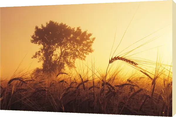 Mist In A Barley Field At Sunset, Near Carey, Manitoba