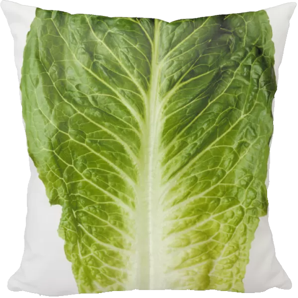 Agriculture - Closeup of a Romaine lettuce leaf on a white surface, studio