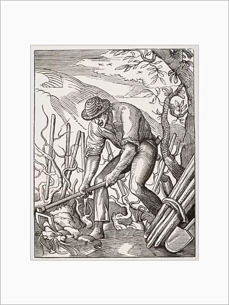 The Wine Grower. 19Th Century Reproduction Of 16Th Century Engraving By Jost Amman