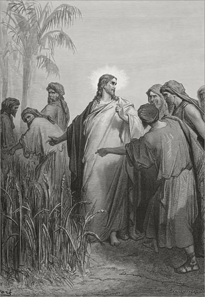 Engraving From The Dore Bible Illustrating Mark Ii 23 Jesus And His Disciples In The Corn Field By Gustave Dore 1832-1883 French Artist And Illustrator