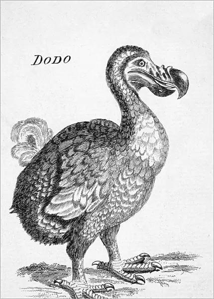 18Th Century Drawing Of The Now Extinct Dodo Bird Of Mauritius Raphus Cucullatus