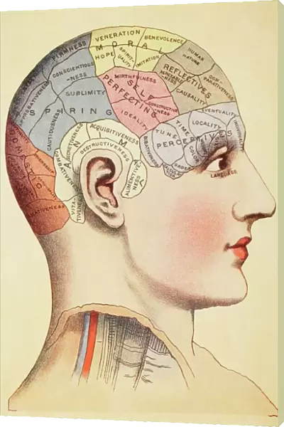 A Phrenological Map Of The Human Brain. From Virtues Household Physician, Published London 1924