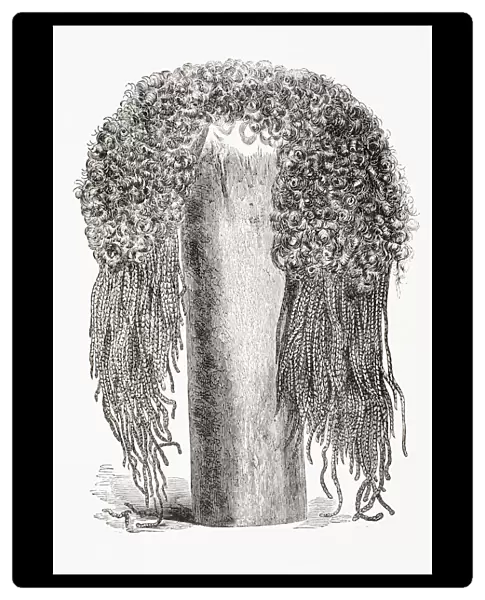An Ancient Egyptian Wig. From El Mundo Ilustrado, Published Barcelona, 1880