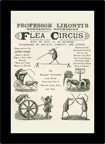 Playbill Of The Professor Likontis Wonderful Romanian Performing Fleas. From The Strand Magazine, Published 1896