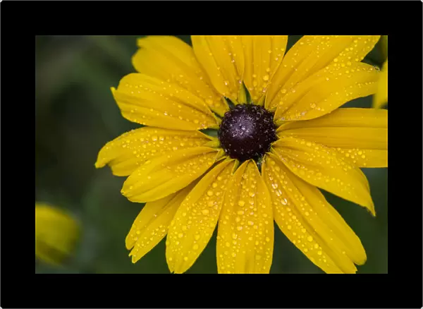 A Black-eyed Susan (Rudbeckia) gets wet on a misty day; Astoria, Oregon, United States of America
