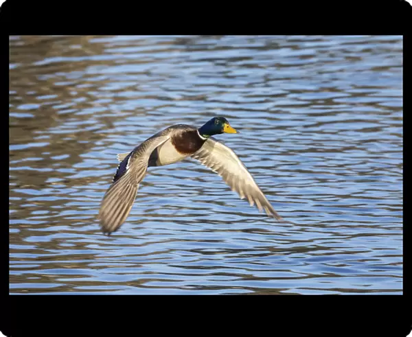 Duck flying over water