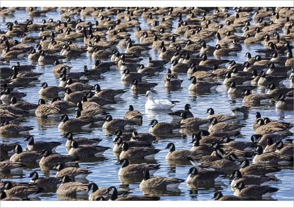 Snow goose surrounded by Canada geese in the water