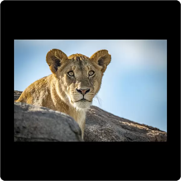 Lioness sits looking out over rocky boulders