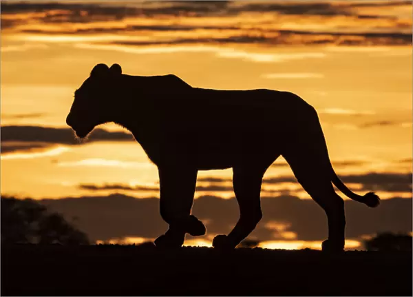 Silhouette of lioness at sunrise crossing ridge