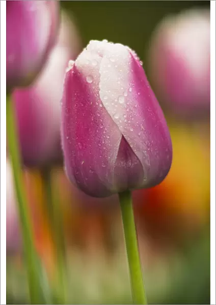 Darwin hybrid tulips in bloom