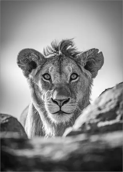 Monochrome young lion watches camera over rocks