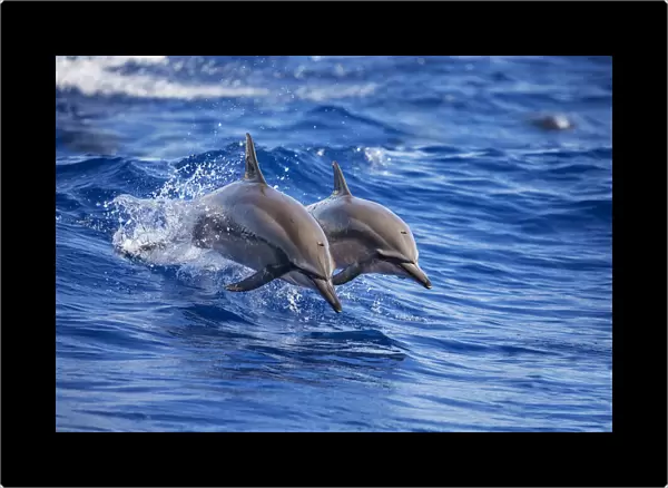 Spinner Dolphins, Hawaii, USA