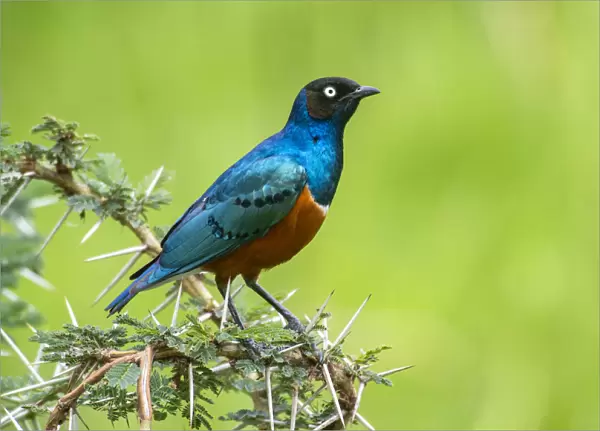 Superb Starling perched on thorny Acacia branch in Ngorongoro Crater, Tanzania