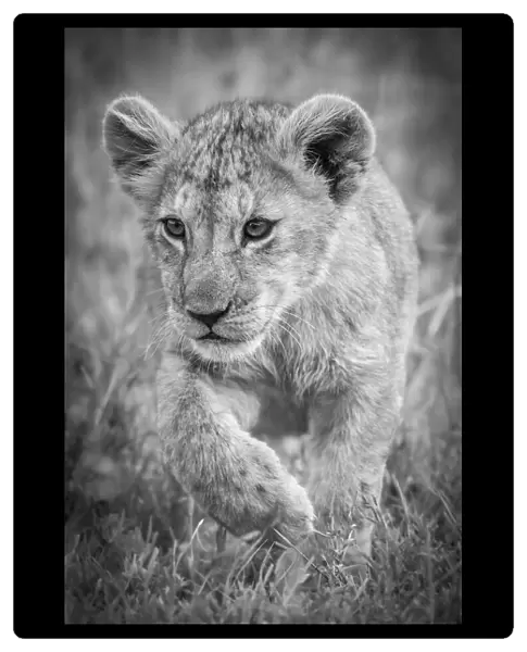 Monochrome lion cub crosses grass lifting paw