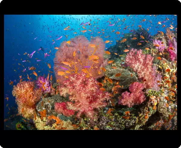 Fijian Reef Scene