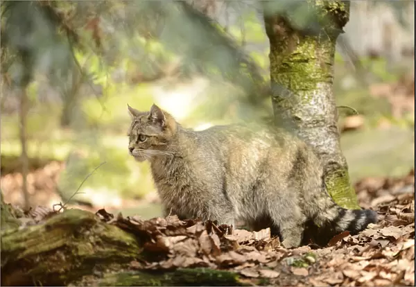 Close-up of a European wildcat (Felis silvestris silvestris) in a forest in spring, Bavarian Forest National Park, Bavaria, Germany