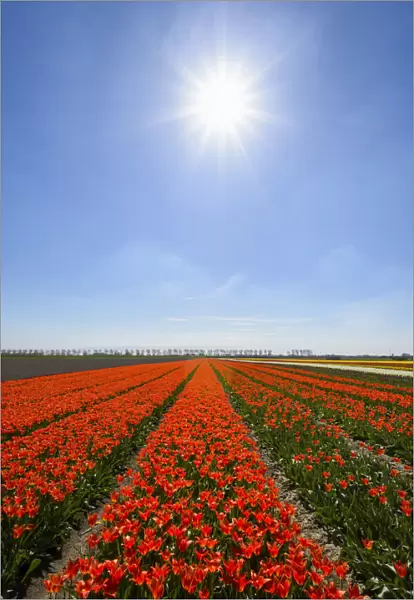 View over Red Tulip Fields with Sun in Spring, Abbenes, North Holland, Netherlands