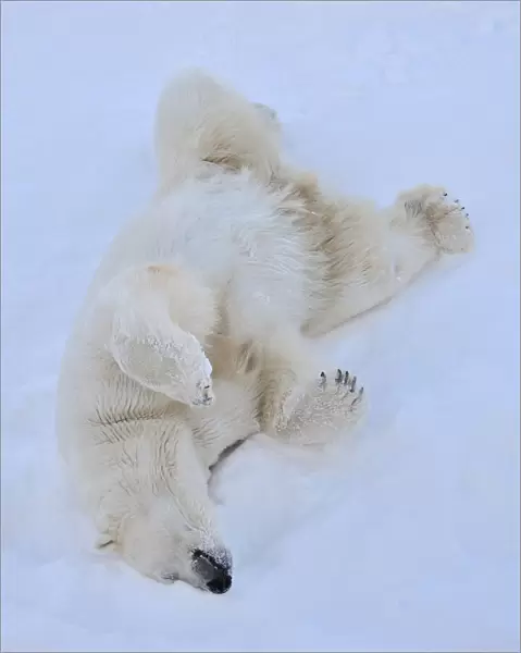 Polar Bear (Ursus maritimus) Lying in Snow