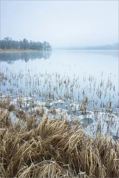 Reeds, Loch Achray, Trossachs, Stirling, Scotland, United Kingdom