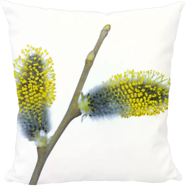 male catkin from a goat willow tree on a white background, studio shot