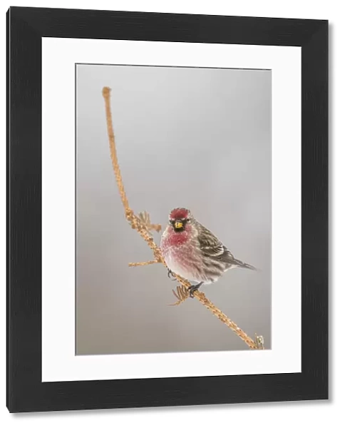 Common redpoll on a tree in winter