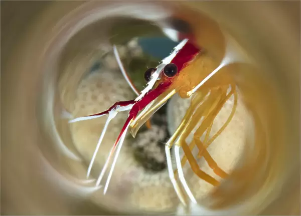 Close-up of a White Stripe Cleaner Shrimp, Hawaii, USA