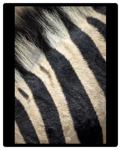 Extreme close-up of the striped fur and mane of a plains zebra, Etosha National Park, Namibia