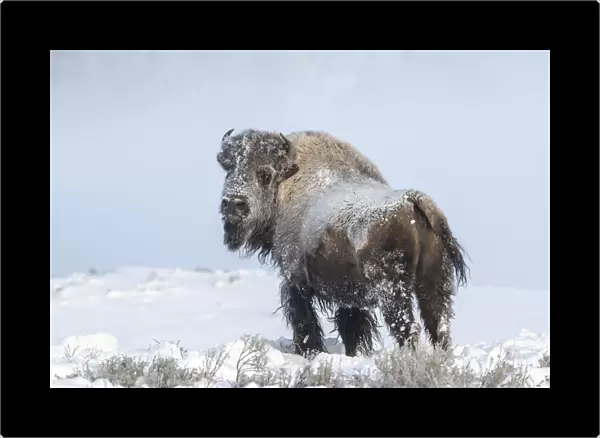 Snow covered American bison looking back and roaming the fields in winter, YNP, Wyoming, USA