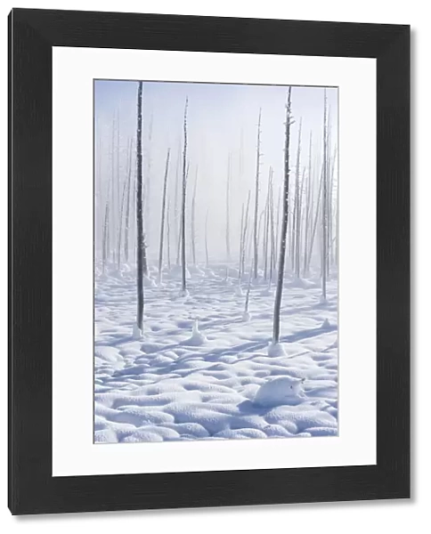 Bare lodgepole pine tree trunks in a snow covered landscape in winter, YNP, USA