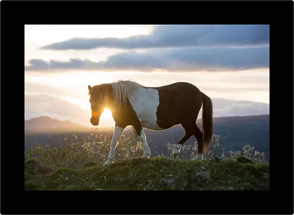 An Icelandic horse stands in a field as the sun sets