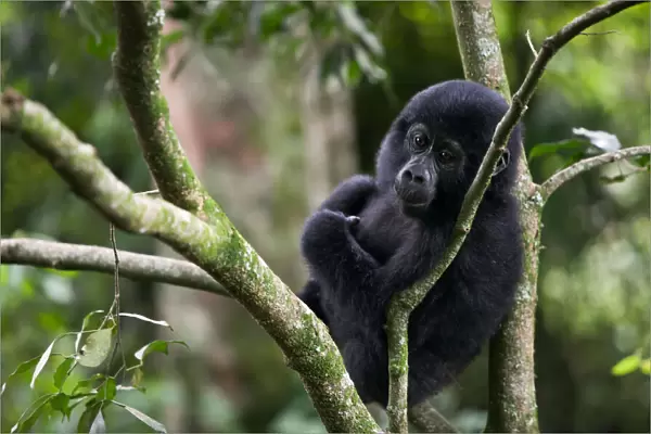 An adolescent gorilla rests in a tree in the impenetrable forest