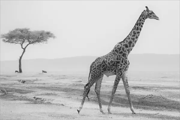 Giraffe in Msai Mara National Reserve, Kenya, Africa