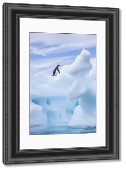 Adelie penguin standing on sea ice sculpture, South Orkney Island, Antarctic Peninsula, Antarctica