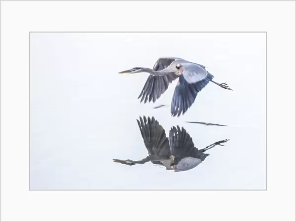 Great Blue Heron in flight over water
