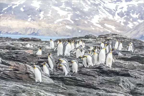 King penguins walking on the rocky shores of South Georgia Island, Antarctica