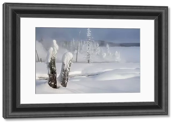 Lodgepole pine tree stumps in a snow covered landscape in winter at Yellowstone Lake, YNP, USA
